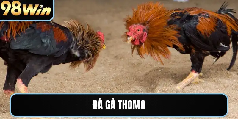 đá gà thomo 98win