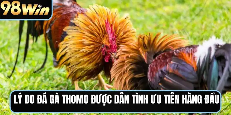 Lý do đá gà Thomo được dân tình ưu tiên hàng đầu
